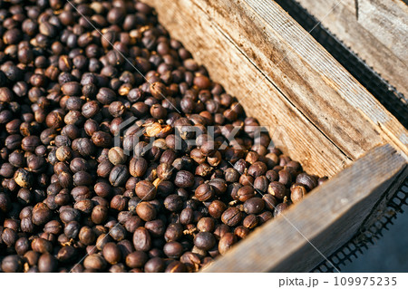 Raw coffee beans, coffee drying process on shelf natural sunlight plantation at factory community 109975235