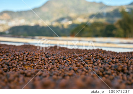 Raw coffee beans, coffee drying process on shelf natural sunlight plantation at factory community Raw coffee beans, coffee drying process on shelf natural sunlight plantation at factory community 109975237