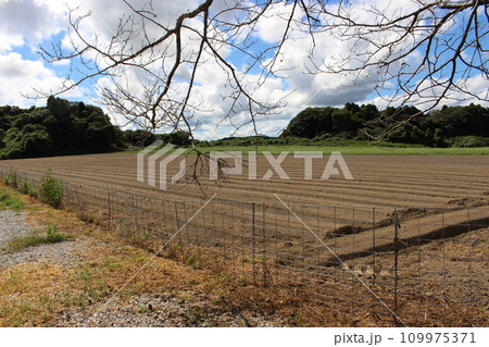 高秀牧場 ミルク工房 畑 109975371