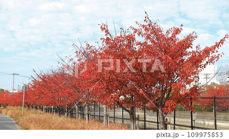 サクラの紅葉並木 サクラの紅葉並木 109975853