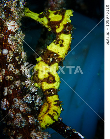 オオウミウマ 109976110