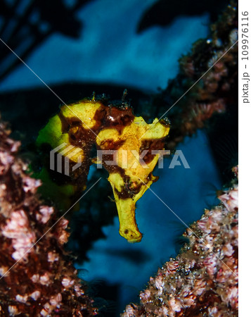 オオウミウマ 109976116