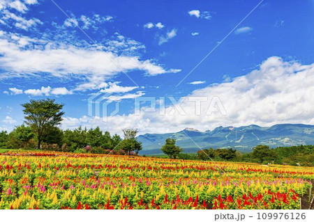 夏の那須フラワーワールド　ケイトウの花畑　栃木県那須町 109976126