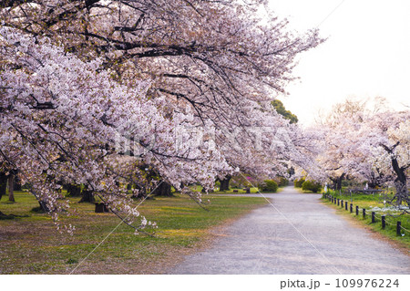 桜の公園 桜の公園 109976224