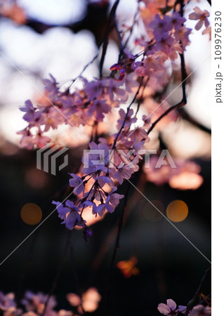 夕暮れの桜 109976230