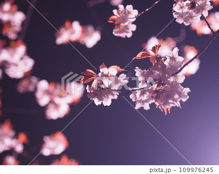 闇夜に浮かび上がる夜桜 109976245