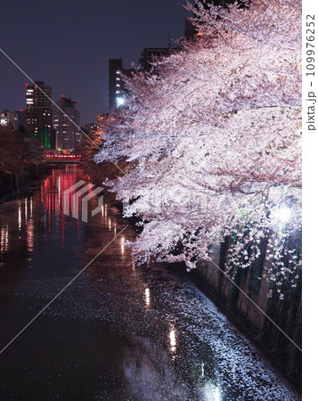 眠らない街と川辺の大夜桜 109976252