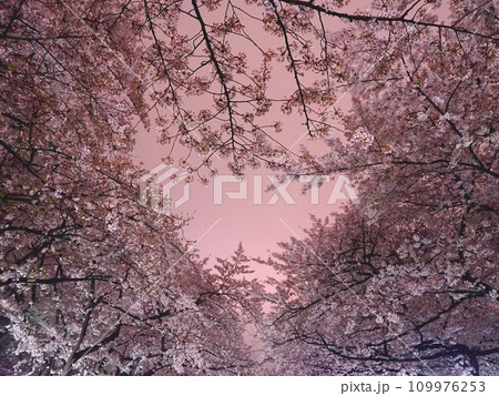 見上げるとハートの夜桜 109976253