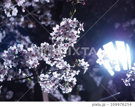 闇夜に浮かび上がる夜桜 109976254