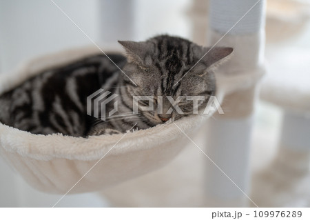 キャットタワーで眠るアメリカンショートヘアの猫 109976289