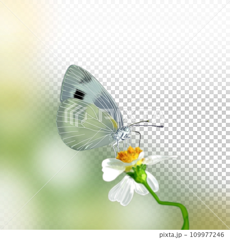 蝴蝶被困在一朵花 109977246