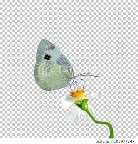Butterflies Stuck in a Flower Butterflies Stuck in a Flower 109977247