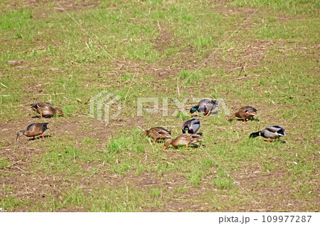 遊水池から出て地上を歩いて植物質の餌などをついばむ真鴨たち 遊水池から出て地上を歩いて植物質の餌などをついばむ真鴨たち 109977287