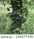 木と共に 109977490