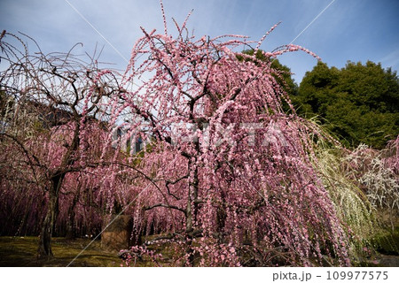 京都 城南宮のしだれ梅 神苑内 京都 城南宮のしだれ梅 神苑内 109977575