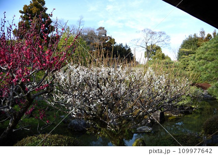 京都 城南宮のしだれ梅 室町の庭 京都 城南宮のしだれ梅 室町の庭 109977642