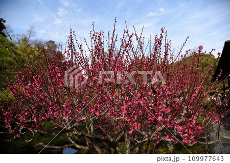 京都　城南宮のしだれ梅　室町の庭 109977643