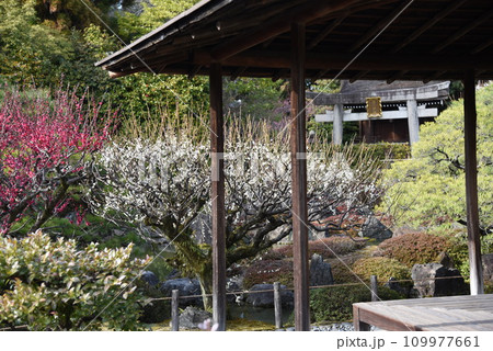 京都 城南宮のしだれ梅と鳥居 室町の庭 京都 城南宮のしだれ梅と鳥居 室町の庭 109977661