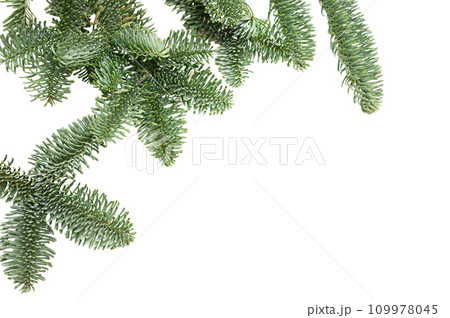 Christmas tree branch on isolated white background. Winter holiday element for greeting card, design invitation Christmas tree branch on isolated white background. Winter holiday element for greeting card, design invitation 109978045