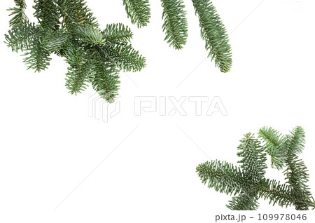 Christmas tree branch on isolated white background. Winter holiday element for greeting card, design invitation 109978046