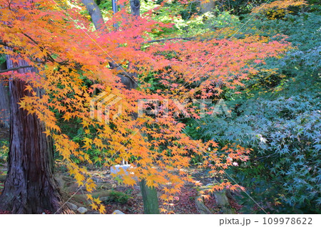 秋の風景　紅葉 109978622