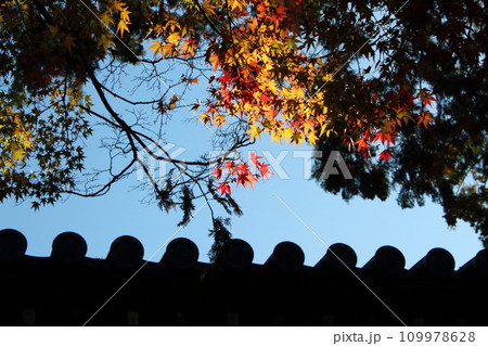秋の風景 屋根瓦と紅葉 秋の風景 屋根瓦と紅葉 109978628