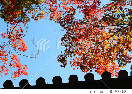 秋の風景 屋根瓦と紅葉 秋の風景 屋根瓦と紅葉 109978629