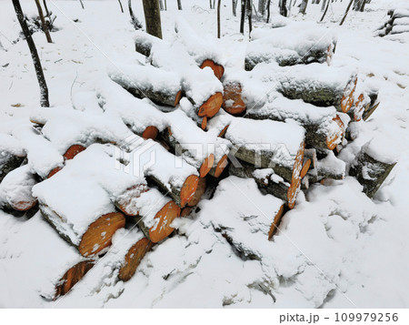 Firewood under the snow. Wooden logs and firewood under snow in the winter forest. Firewood under the snow. Wooden logs and firewood under snow in the winter forest. 109979256