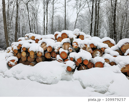 Firewood under the snow. Wooden logs and firewood under snow in the winter forest. 109979257