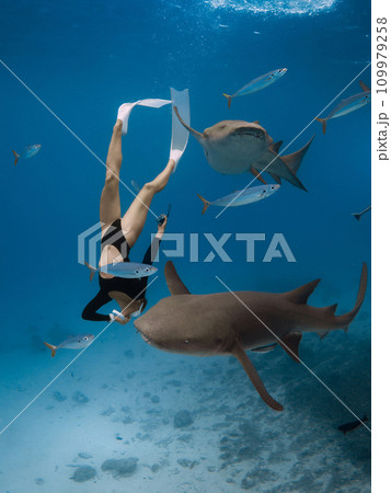 Woman in wetsuit dives and swims with the sharks in a tropical sea in the Maldives Woman in wetsuit dives and swims with the sharks in a tropical sea in the Maldives 109979258