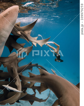 Woman freediver dives with the sharks in a tropical blue ocean in the Maldives 109979259
