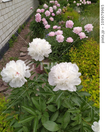 Group planting of herbaceous peony bushes, flowering bushes with pink and white flowers 109979965