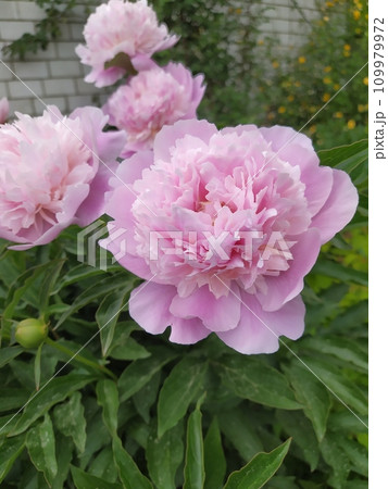 Pink double flowers of a herbaceous peony, perennial bushes in the garden Pink double flowers of a herbaceous peony, perennial bushes in the garden 109979972