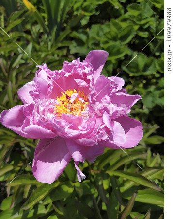 Peony flowers with pink petals, perennial shrub in the garden 109979988