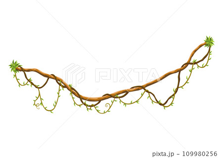 Twisted wild lianas branches banner. Jungle vine plants. Woody natural tropical rainforest, exotic botany. Woody natural branches 109980256