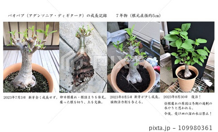 バオバブの成長記録 根腐れからの復活! バオバブの成長記録 根腐れからの復活! 109980361