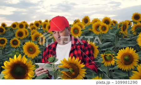 Farmer smiles studying agricultural data on tablet standing among sunflowers in rural field. Farmer cultivates sunflowers with tablet in field. Farmer holds tablet standing in sunflower plants 109981290