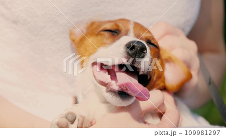 Jack Russell Terrier on leash sits in hands of hostess on street while walking. Jack Russell Terrier sitting on hostess lap enjoys moment. Jack Russell Terrier on leash sits in arms of lady owner Jack Russell Terrier on leash sits in hands of hostess on street while walking. Jack Russell Terrier sitting on hostess lap enjoys moment. Jack Russell Terrier on leash sits in arms of lady owner 109981297