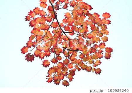ハウチワカエデ(羽団扇楓)の紅葉・カエデの仲間で特に葉が大きい / 天狗の羽団扇に似ている事から命名 ハウチワカエデ(羽団扇楓)の紅葉・カエデの仲間で特に葉が大きい / 天狗の羽団扇に似ている事から命名 109982240
