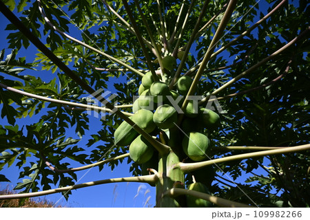 青パパイヤ栽培・「酵素の王様」・抗酸化作用・ダイエット食材・ポリフェノールは赤ワインの7.5倍。 109982266