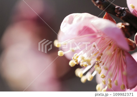 初春の梅 109982371