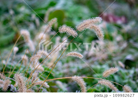 霜が降りた葉 霜が降りた葉 109982627