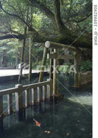茨城の絶景パワースポット鹿島神宮の御手洗池 茨城の絶景パワースポット鹿島神宮の御手洗池 109982908