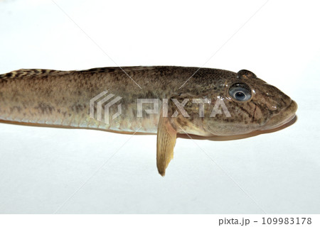 釣ったばかりの良型のハゼ 釣ったばかりの良型のハゼ 109983178