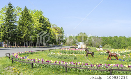 カントリーハウス前の花壇 16:9 滝野すずらん丘陵公園 札幌市 カントリーハウス前の花壇 16:9 滝野すずらん丘陵公園 札幌市 109983258
