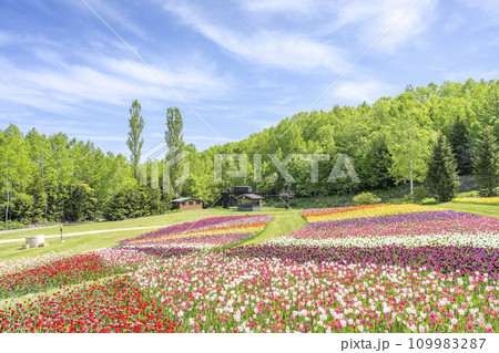 チューリップ 滝野すずらん丘陵公園 札幌市 チューリップ 滝野すずらん丘陵公園 札幌市 109983287