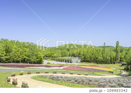 チューリップ 斜面中腹から中央口方向 滝野すずらん丘陵公園 札幌市 チューリップ 斜面中腹から中央口方向 滝野すずらん丘陵公園 札幌市 109983342