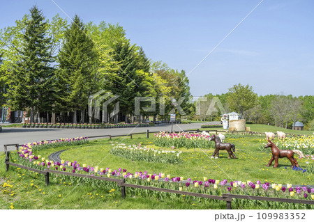 カントリーハウス前の花壇 滝野すずらん丘陵公園 札幌市 カントリーハウス前の花壇 滝野すずらん丘陵公園 札幌市 109983352