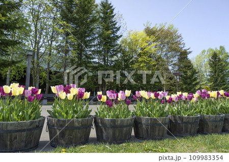 チューリップ、カントリーハウス前　滝野すずらん丘陵公園　札幌市 109983354