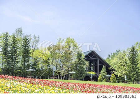 チューリップ、カントリーハウス　滝野すずらん丘陵公園　札幌市 109983363
